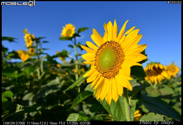 新社花海之 Nikon D7000+105微距 + T116 + A16II 攝影記錄