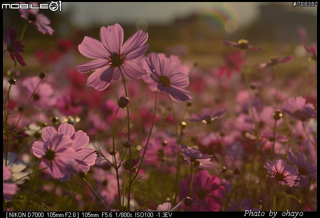 新社花海之 Nikon D7000+105微距 + T116 + A16II 攝影記錄