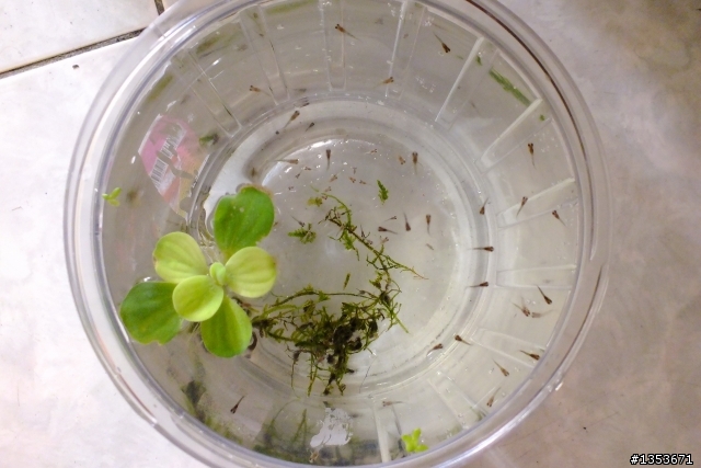 我家的母孔雀魚正在生產中…(二天二隻母魚共生了60隻小魚…終於接生完了!)