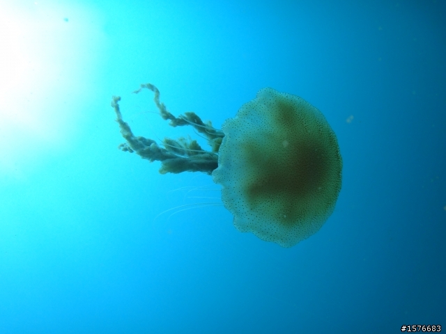 Sony TX10 海底拍照與攝影測試