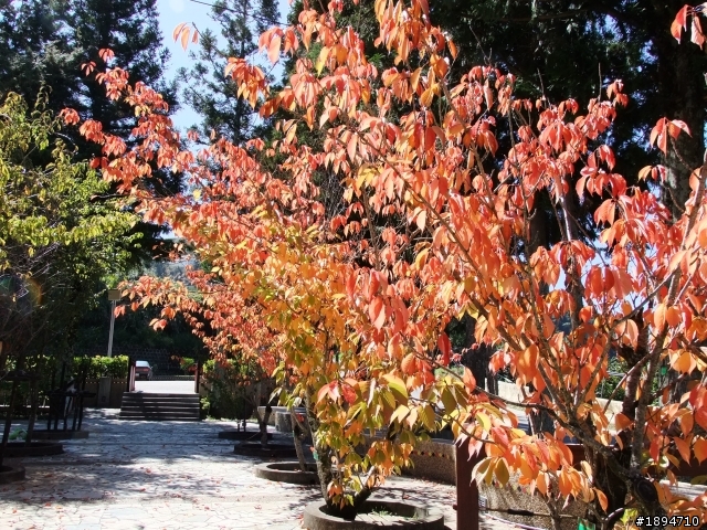 100.10.29登合歡山兩座百岳兼賞楓賞日出