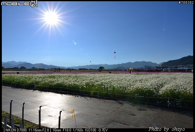 新社花海之 Nikon D7000+105微距 + T116 + A16II 攝影記錄