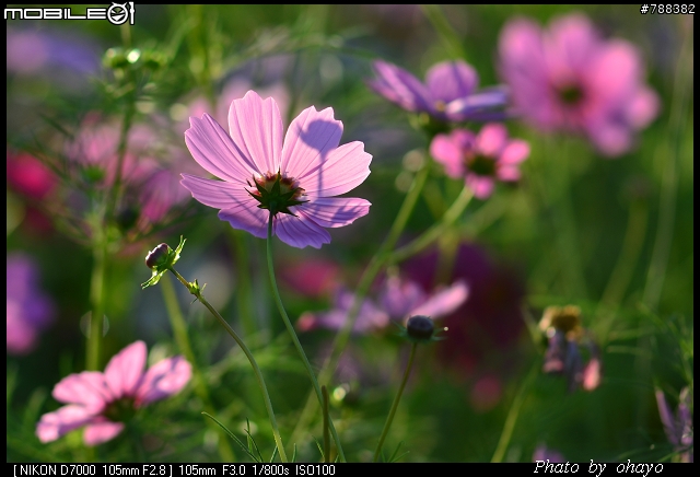 新社花海之 Nikon D7000+105微距 + T116 + A16II 攝影記錄