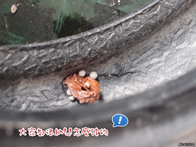 【勁戰騎士俱樂部】久違了,武嶺。