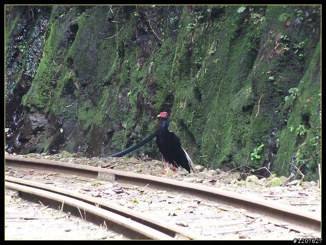 2011.11.21_獨客獨行再續鐵道情!(二、水社寮站-遇見國寶)