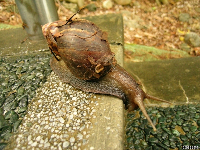 請問GX200的微距表現如何