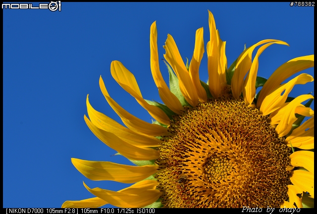 新社花海之 Nikon D7000+105微距 + T116 + A16II 攝影記錄