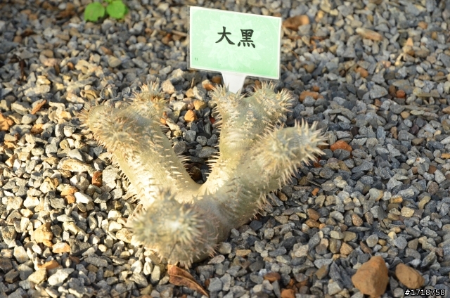 新社花海 秋冬之際的花開