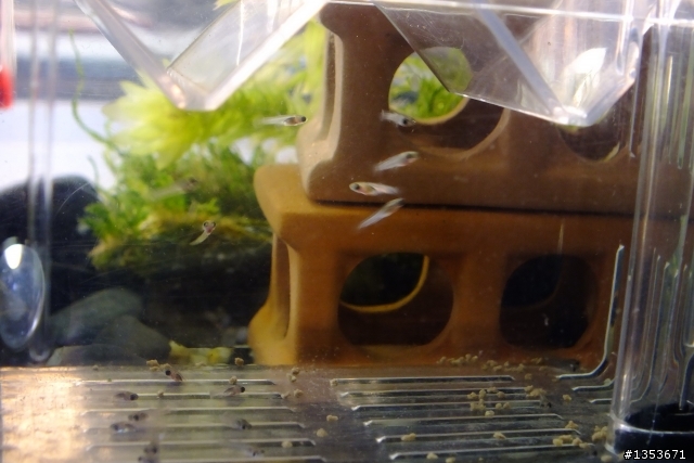 我家的母孔雀魚正在生產中…(二天二隻母魚共生了60隻小魚…終於接生完了!)