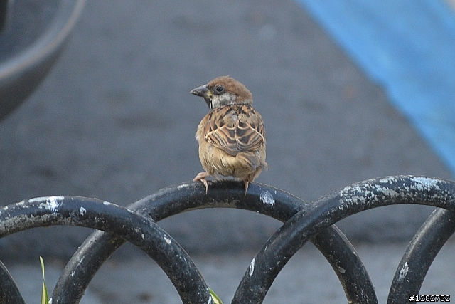 Nikon AF-S 55-200mm VR 大樓