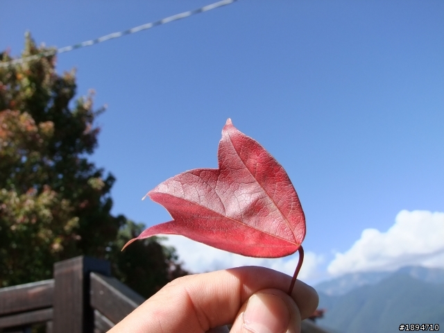 100.10.29登合歡山兩座百岳兼賞楓賞日出