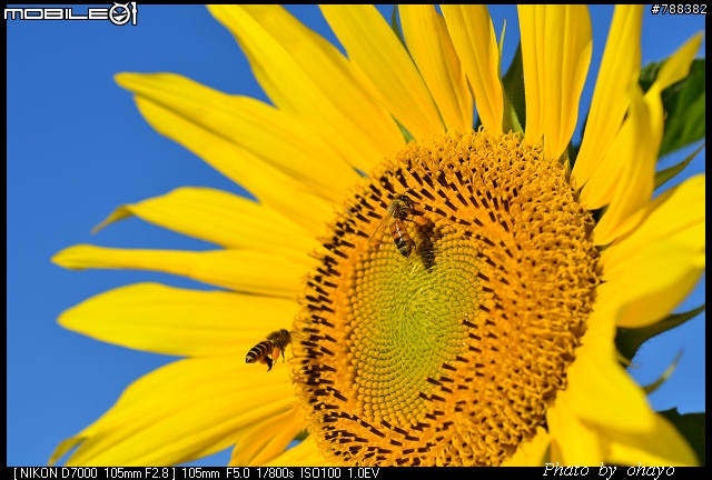 新社花海之 Nikon D7000+105微距 + T116 + A16II 攝影記錄