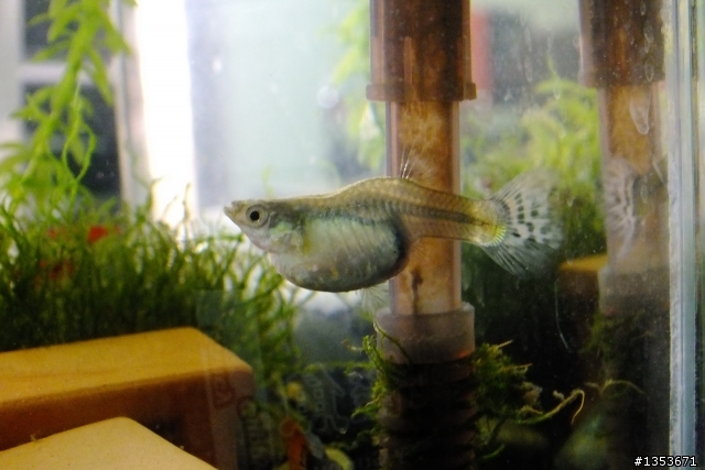 我家的母孔雀魚正在生產中…(二天二隻母魚共生了60隻小魚…終於接生完了!)