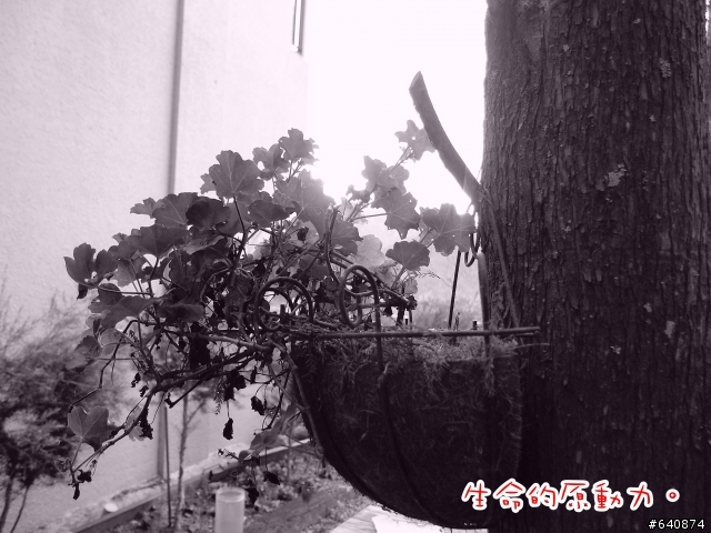 【勁戰騎士俱樂部】久違了,武嶺。