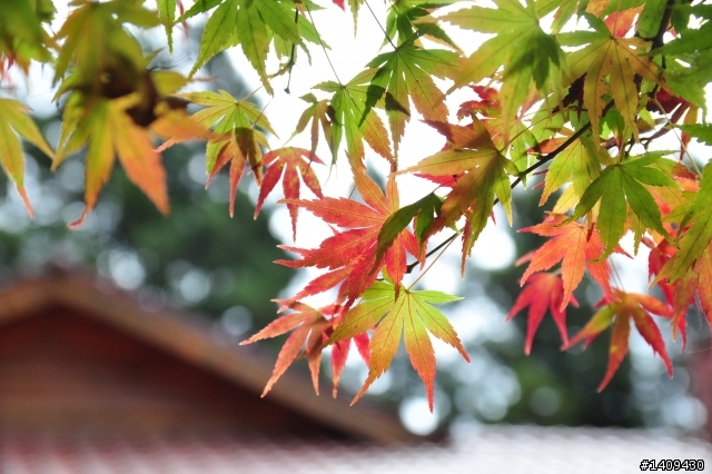 在輕風、薄霧、細雨中奔向福壽山顛