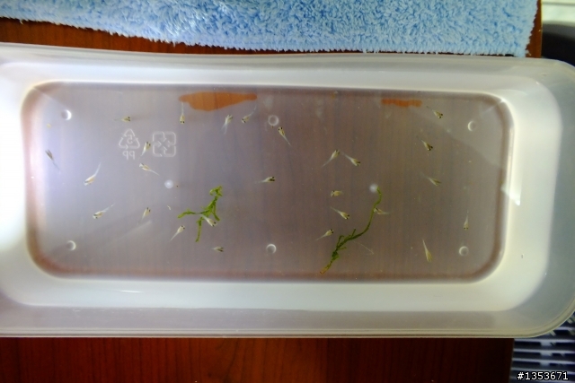 我家的母孔雀魚正在生產中…(二天二隻母魚共生了60隻小魚…終於接生完了!)