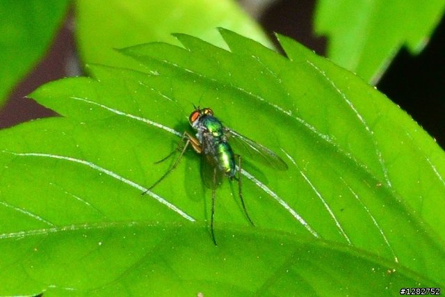 Nikon AF-S 55-200mm VR 大樓
