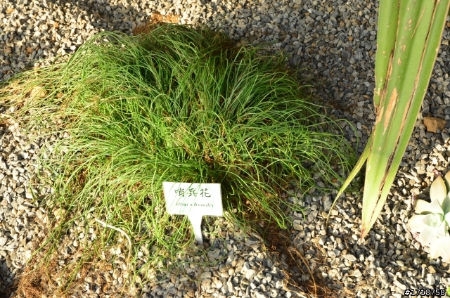 新社花海 秋冬之際的花開