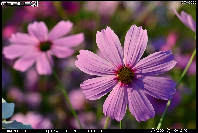 新社花海之 Nikon D7000+105微距 + T116 + A16II 攝影記錄