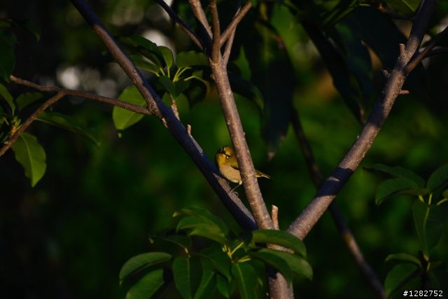 Nikon AF-S 55-200mm VR 大樓