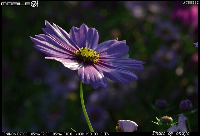 新社花海之 Nikon D7000+105微距 + T116 + A16II 攝影記錄