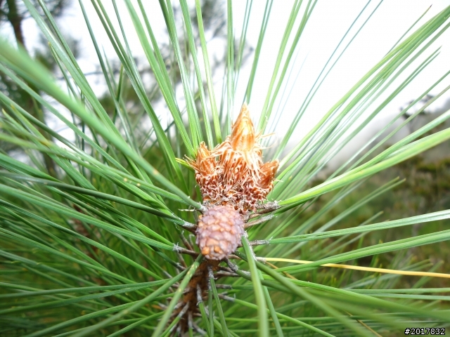 11/14塔塔加朝聖之旅(鹿林山跟玉山西峰下觀景台)