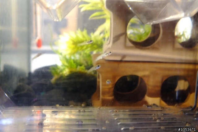 我家的母孔雀魚正在生產中…(二天二隻母魚共生了60隻小魚…終於接生完了!)