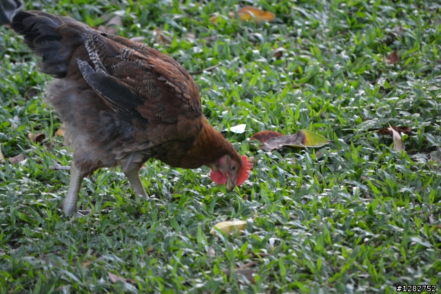 Nikon AF-S 55-200mm VR 大樓