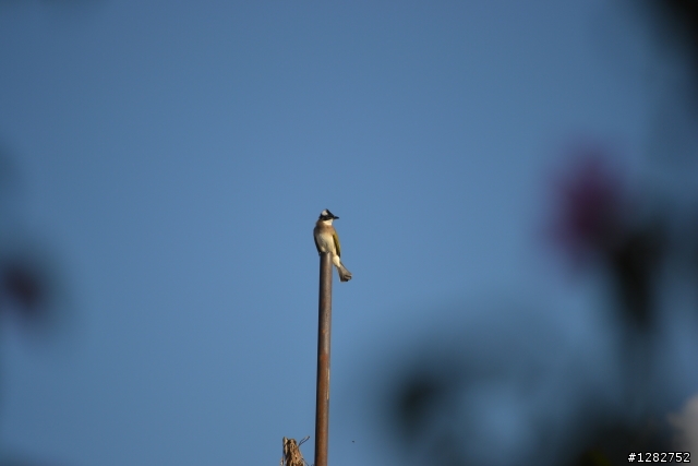 Nikon AF-S 55-200mm VR 大樓