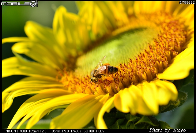 新社花海之 Nikon D7000+105微距 + T116 + A16II 攝影記錄