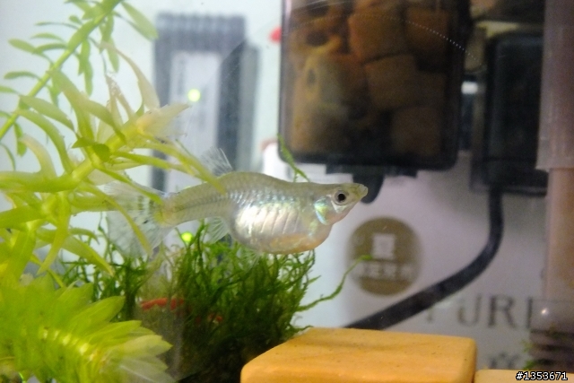 我家的母孔雀魚正在生產中…(二天二隻母魚共生了60隻小魚…終於接生完了!)