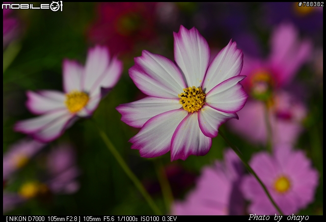 新社花海之 Nikon D7000+105微距 + T116 + A16II 攝影記錄