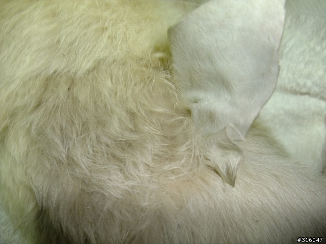 建議別到這家動物醫院結紮