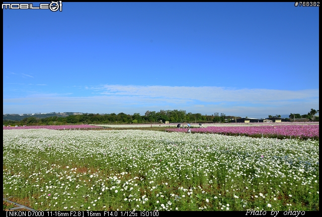 新社花海之 Nikon D7000+105微距 + T116 + A16II 攝影記錄