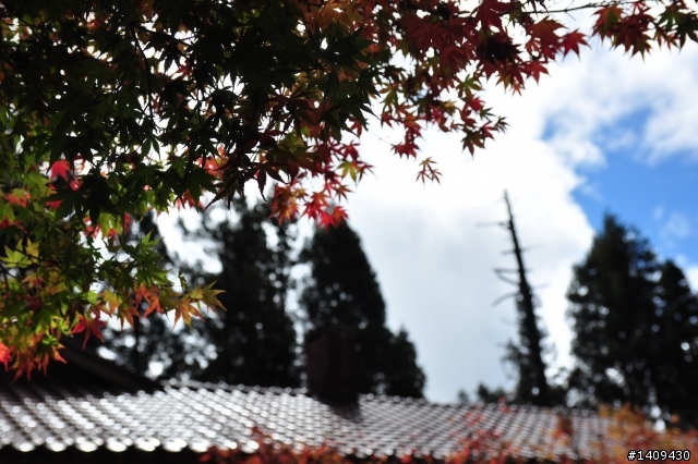 在輕風、薄霧、細雨中奔向福壽山顛