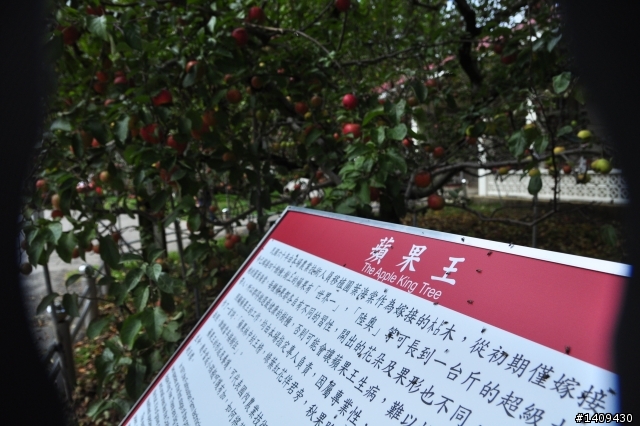 在輕風、薄霧、細雨中奔向福壽山顛