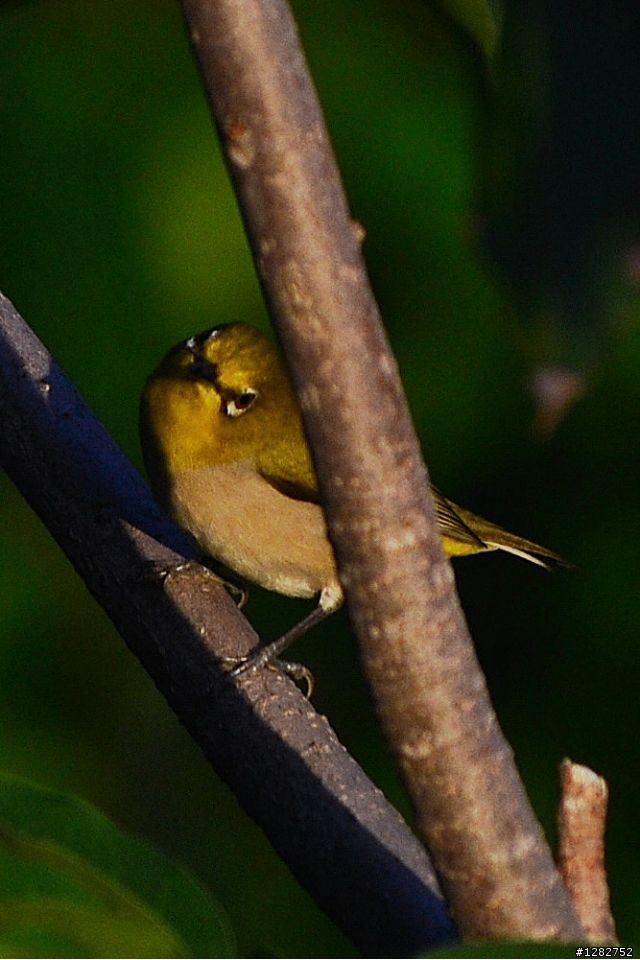 Nikon AF-S 55-200mm VR 大樓