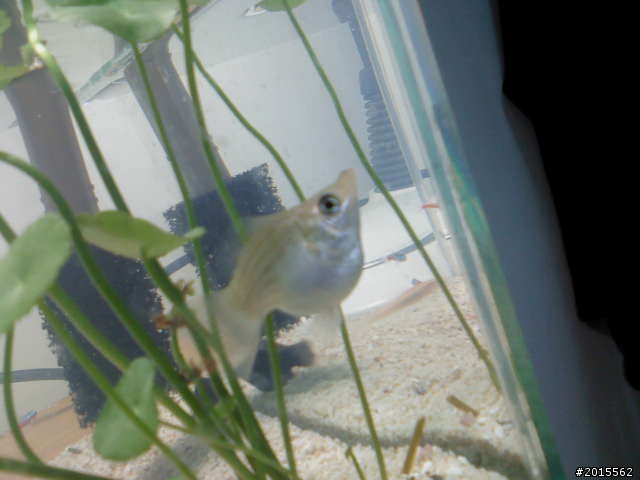 前幾天的新缸(第一次養魚)