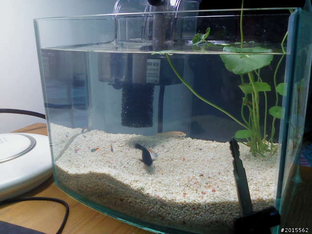 前幾天的新缸(第一次養魚)