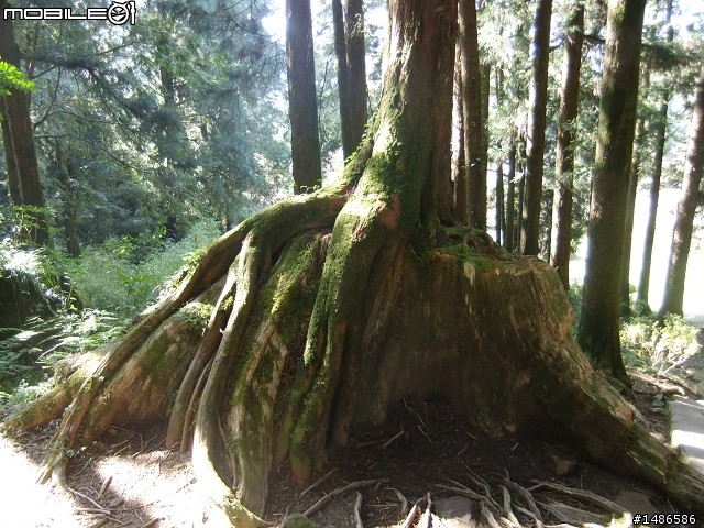 阿里山
