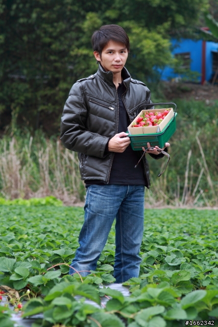 2011 大湖採草莓~佳佳草莓園