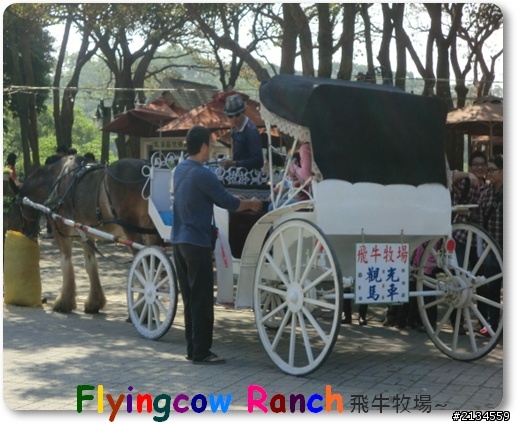 飛牛牧場一日遊(灑花)
