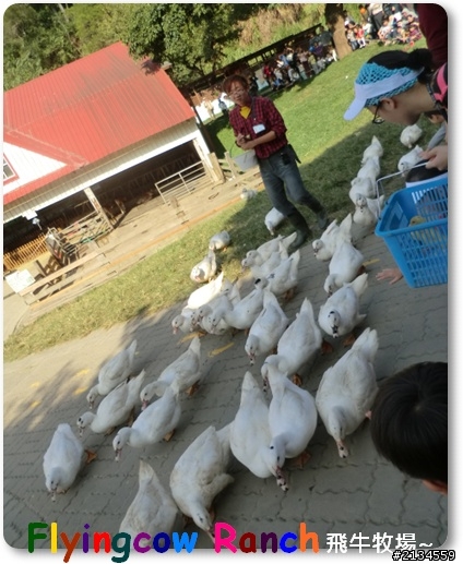 飛牛牧場一日遊(灑花)