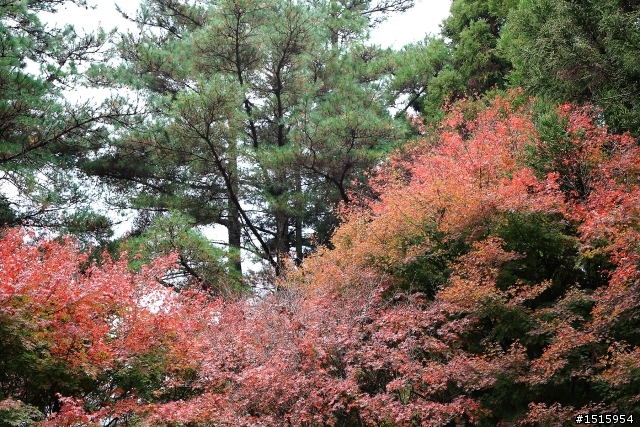 11/26 福壽山陰雨楓紅(canon 5D2)