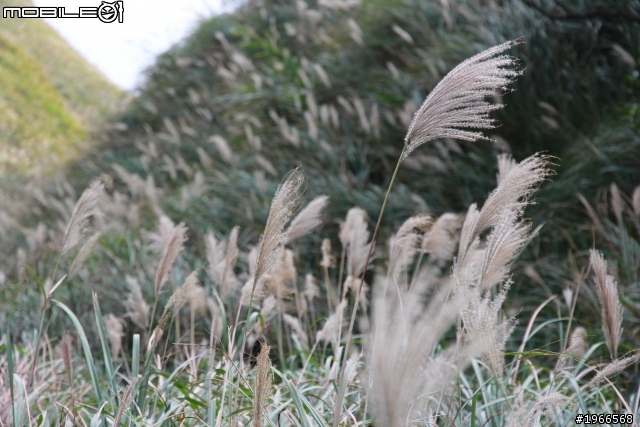 芒花拾穗~草嶺古道芒花季
