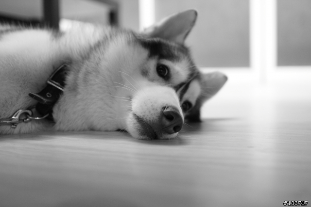 人生第一支L鏡... EF 24mm f/1.4L II USM
