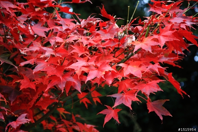 11/26 福壽山陰雨楓紅(canon 5D2)