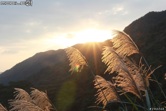 芒花拾穗~草嶺古道芒花季