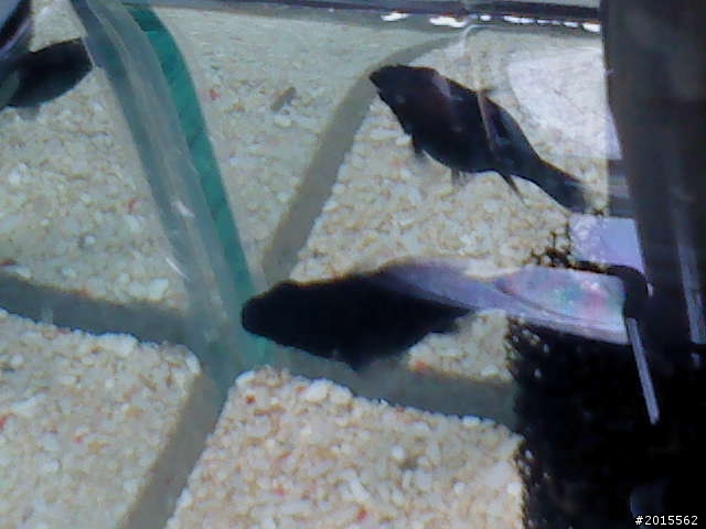 前幾天的新缸(第一次養魚)