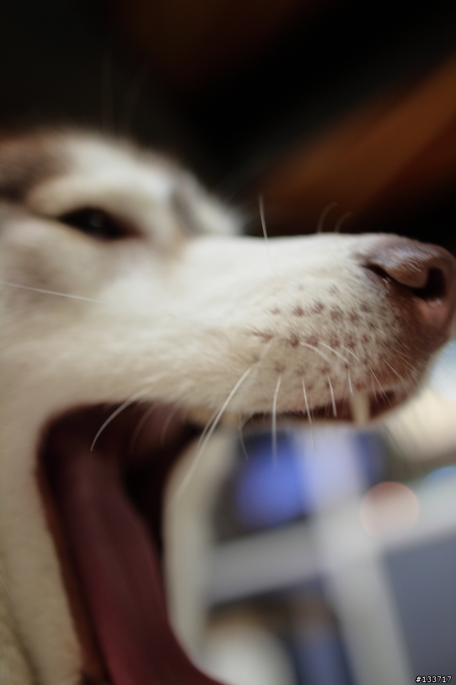 人生第一支L鏡... EF 24mm f/1.4L II USM